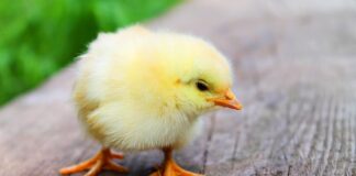 Jak zrobić kurczaka z pesto? Jak zrobić kurczaka z pesto?